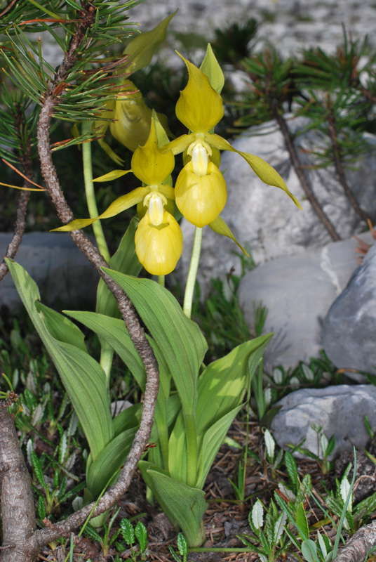 Cypripedium calceolus - Dolomiti di Brenta